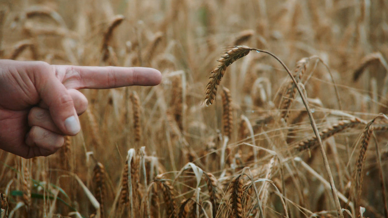 The Importance of THE